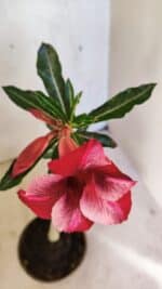 Planta Simples 3355 – 30cm – 02 anos - Imagem 4