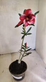 Planta Simples 3355 – 30cm – 02 anos - Imagem 2