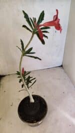 Planta Simples 3355 – 30cm – 02 anos - Imagem 5