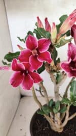 Planta Simples 3360 – 35cm – 04 anos - Imagem 3