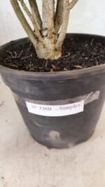 Planta Simples 3360 – 35cm – 04 anos - Imagem 6