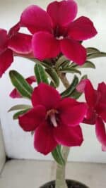 Planta Simples 3362 – 35cm – 03 anos