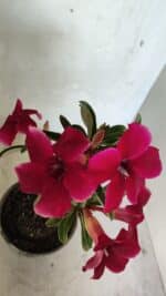 Planta Simples 3362 – 35cm – 03 anos - Imagem 5