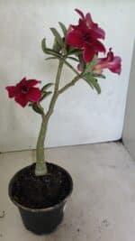 Planta Simples 3362 – 35cm – 03 anos - Imagem 7