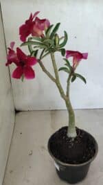 Planta Simples 3362 – 35cm – 03 anos - Imagem 6