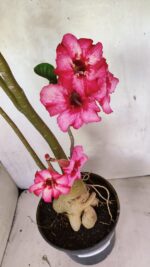 Planta Simples 3363 – 65cm – 05 anos - Imagem 7