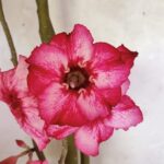 Planta Simples 3363 – 65cm – 05 anos