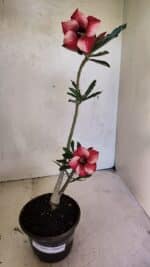 Planta Simples 3364 – 35cm – 03 anos - Imagem 2