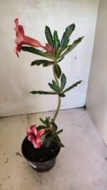 Planta Simples 3364 – 35cm – 03 anos - Imagem 7