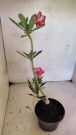 Planta Simples 3364 – 35cm – 03 anos - Imagem 6