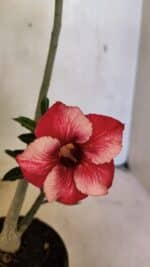 Planta Simples 3364 – 35cm – 03 anos - Imagem 4