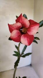 Planta Simples 3364 – 35cm – 03 anos