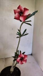 Planta Simples 3364 – 35cm – 03 anos - Imagem 5