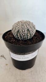 ASTROPHYTUM ASTERIAS SUPER KABUTO  Nº 1085 - vaso 15 - Imagem 2