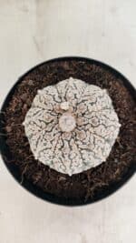 ASTROPHYTUM ASTERIAS SUPER KABUTO  Nº 1085 - vaso 15 - Imagem 3