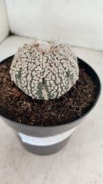 ASTROPHYTUM ASTERIAS SUPER KABUTO  Nº 1085 - vaso 15 - Imagem 6