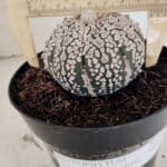 ASTROPHYTUM ASTERIAS SUPER KABUTO  Nº 1085 - vaso 15