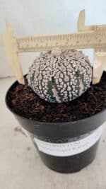 ASTROPHYTUM ASTERIAS SUPER KABUTO  Nº 1085 - vaso 15