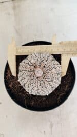 ASTROPHYTUM ASTERIAS SUPER KABUTO  Nº 1085 - vaso 15 - Imagem 5