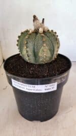 MATRIZ ASTROPHYTUM ASTERIAS SUPER KABUTO Nº 1092 – vaso 17 - Imagem 2