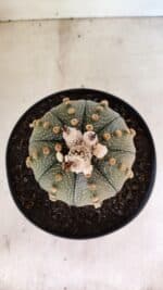 MATRIZ ASTROPHYTUM ASTERIAS SUPER KABUTO Nº 1092 – vaso 17 - Imagem 3