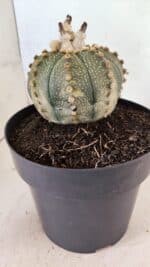 MATRIZ ASTROPHYTUM ASTERIAS SUPER KABUTO Nº 1092 – vaso 17 - Imagem 9