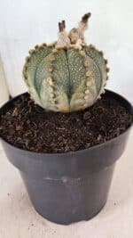 MATRIZ ASTROPHYTUM ASTERIAS SUPER KABUTO Nº 1092 – vaso 17 - Imagem 8