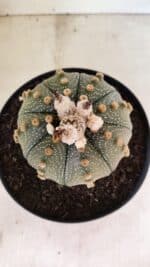 MATRIZ ASTROPHYTUM ASTERIAS SUPER KABUTO Nº 1092 – vaso 17 - Imagem 7