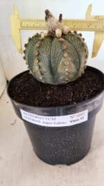 MATRIZ ASTROPHYTUM ASTERIAS SUPER KABUTO Nº 1092 – vaso 17