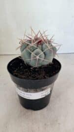 MATRIZ THELOCACTUS Hexaedrophorus Nº 100 – VASO 15 - Imagem 2