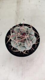 MATRIZ THELOCACTUS Hexaedrophorus Nº 100 – VASO 15 - Imagem 3