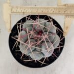MATRIZ THELOCACTUS Hexaedrophorus Nº 100 – VASO 15