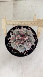 MATRIZ THELOCACTUS Hexaedrophorus Nº 100 – VASO 15