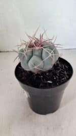 MATRIZ THELOCACTUS Hexaedrophorus Nº 100 – VASO 15 - Imagem 8