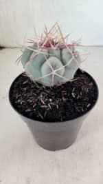 MATRIZ THELOCACTUS Hexaedrophorus Nº 100 – VASO 15 - Imagem 7