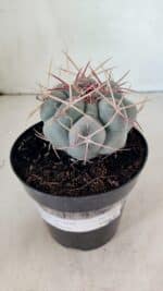 MATRIZ THELOCACTUS Hexaedrophorus Nº 100 – VASO 15 - Imagem 6