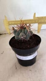 MATRIZ THELOCACTUS Hexaedrophorus Nº 120 – VASO 15