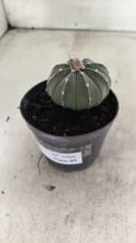 ASTROPHYTUM ASTERIAS  Nº 1066 – vaso 09 - Imagem 8