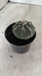 ASTROPHYTUM ASTERIAS  Nº 1066 – vaso 09 - Imagem 7