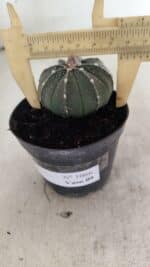 ASTROPHYTUM ASTERIAS  Nº 1066 – vaso 09 - Imagem 4