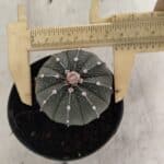 ASTROPHYTUM ASTERIAS  Nº 1066 – vaso 09