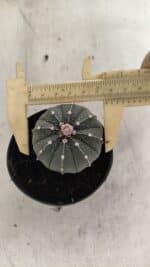 ASTROPHYTUM ASTERIAS  Nº 1066 – vaso 09