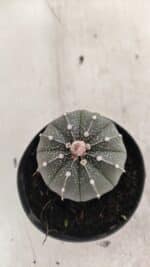 ASTROPHYTUM ASTERIAS  Nº 1066 – vaso 09 - Imagem 6