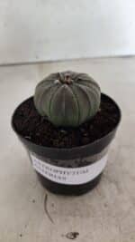 ASTROPHYTUM ASTERIAS  Nº 1067 – vaso 09 - Imagem 2