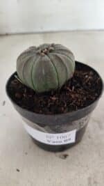 ASTROPHYTUM ASTERIAS  Nº 1067 – vaso 09 - Imagem 8