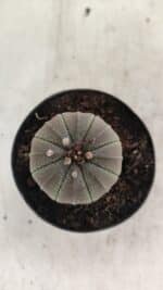 ASTROPHYTUM ASTERIAS  Nº 1067 – vaso 09 - Imagem 3