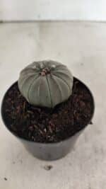 ASTROPHYTUM ASTERIAS  Nº 1067 – vaso 09 - Imagem 7