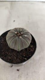 ASTROPHYTUM ASTERIAS  Nº 1067 – vaso 09 - Imagem 6