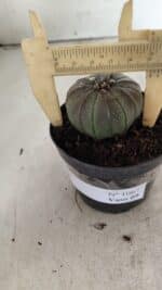 ASTROPHYTUM ASTERIAS  Nº 1067 – vaso 09 - Imagem 4