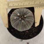 ASTROPHYTUM ASTERIAS  Nº 1067 – vaso 09